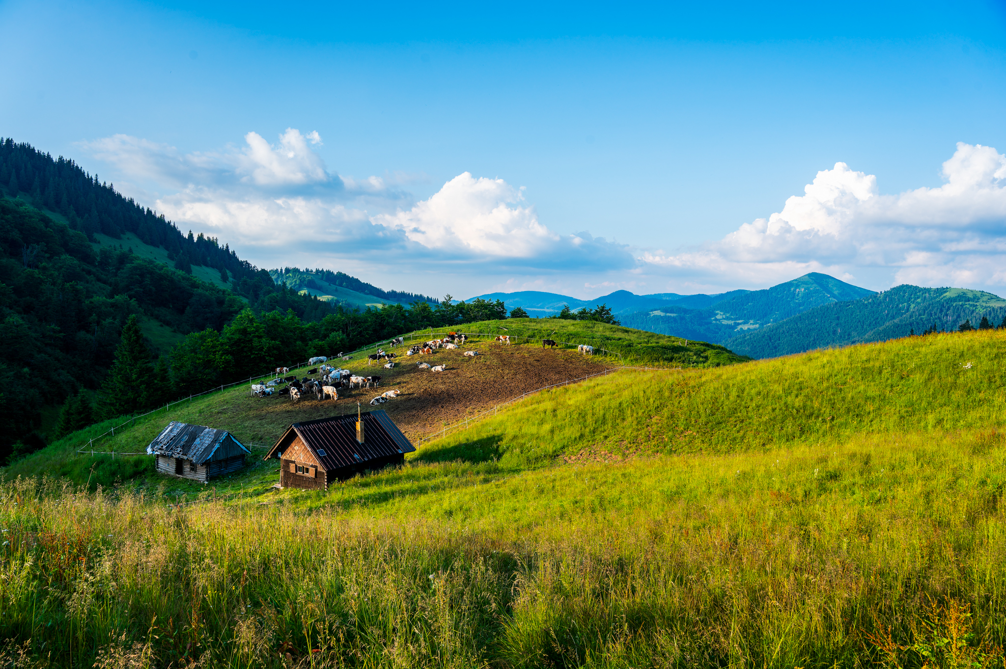 NZ6 2030 DxO DeepPRIME XD2s